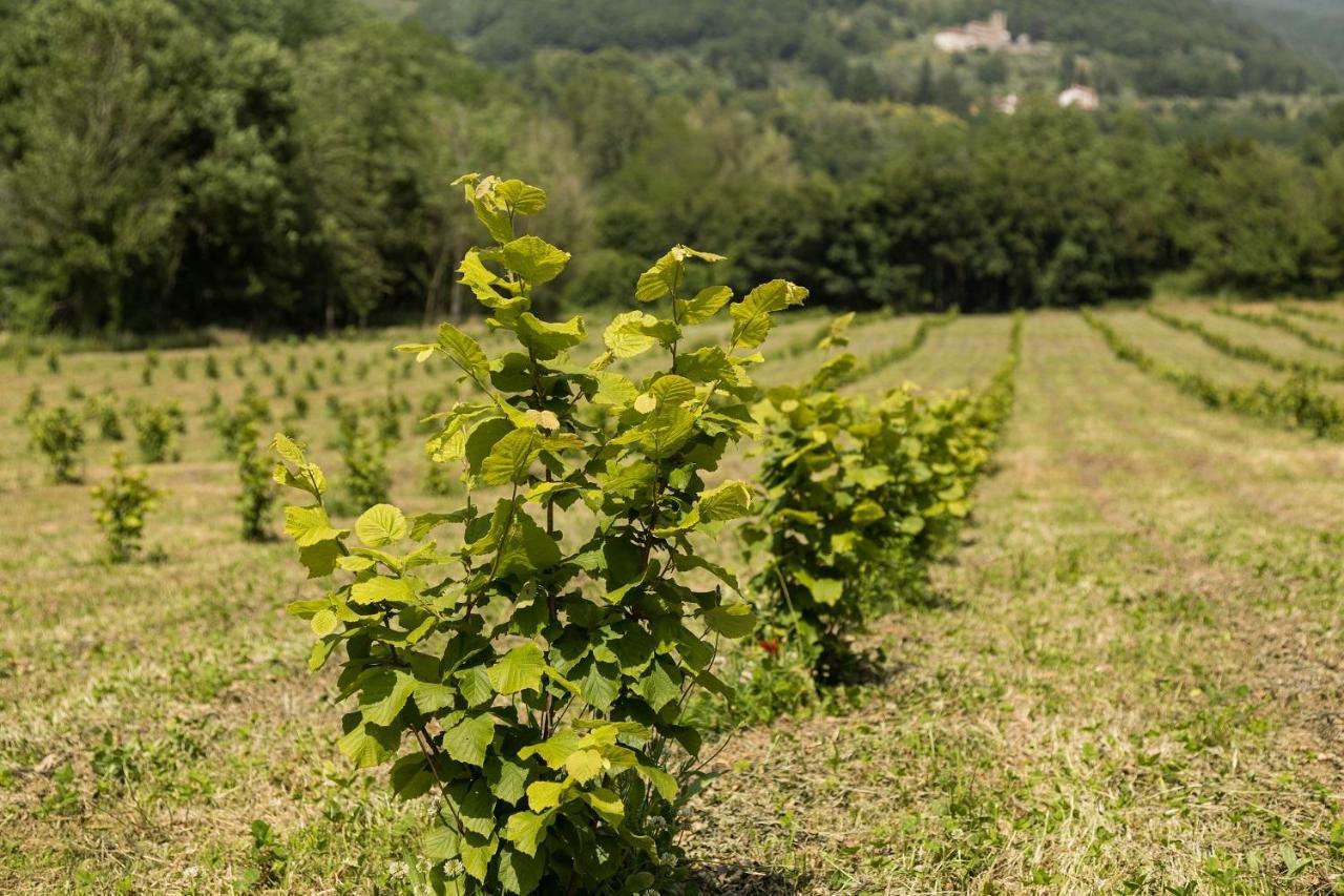 Podere Groppini Fivizzano Exteriör bild